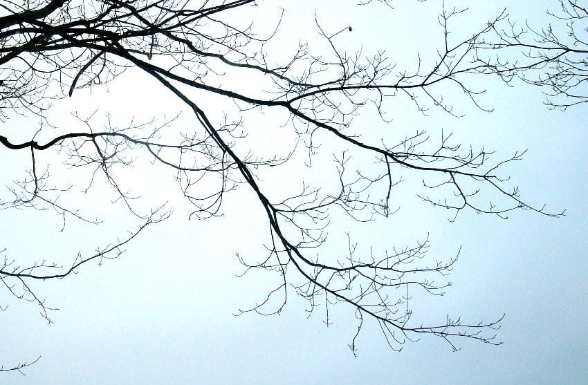 Maple tree branches.