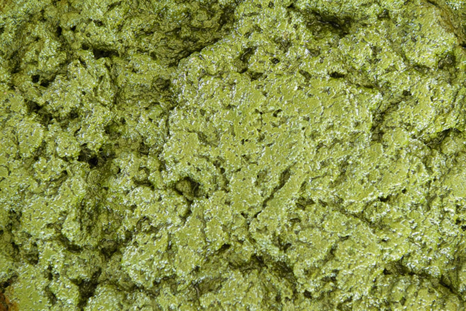 Federal researchers from the U.S. Department of Energy report that it would take only 15,000 square miles -- less than 1/7 the area now used to harvest all of the corn across the country -- to produce enough algae fuel to replace all of our petroleum fuel. (Media credit/Texas A&M AgriLife)